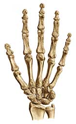 handknochen.jpg
