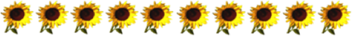 sonnenblume.png